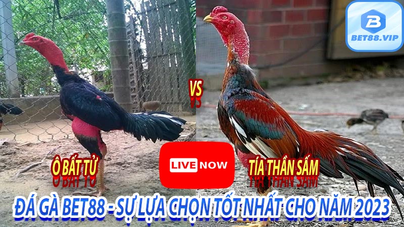 Đá gà bet88 - Sự lựa chọn tốt nhất cho năm 2023