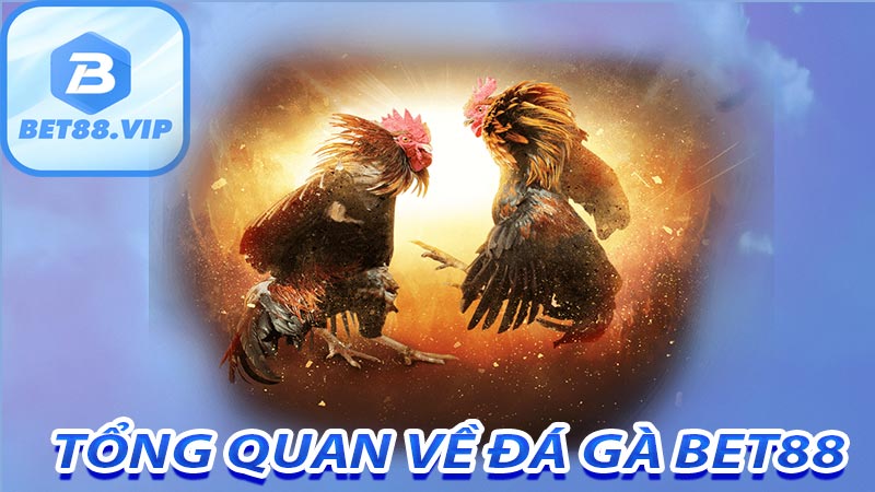 Tổng quan về đá gà bet88